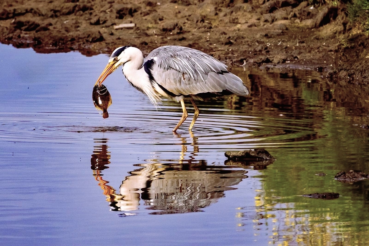 Heron Gone Fishing - John Pinches - Commended